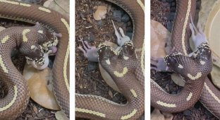 Двухголовая змея ест одновременно две разные добычи (4 фото)