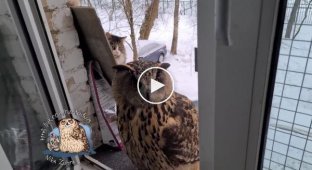 The owl does not know that there is a cat behind her. Get out of here!
