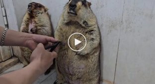 Реакция сурков на стрижку когтей