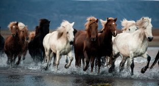 Лошади в северной Исландии (17 фото)