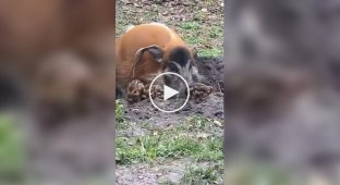 Кистеухая свинья отдыхает со своими поросятами