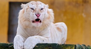 Белые тигры (24 фото)