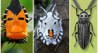 У насекомых все как у людей - они тоже делятся на букашек и жуков (41 фото)