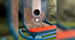Footage from cameras on bird feeders