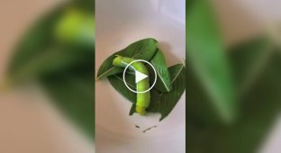 Грануляция чая естественным путем с помощью гусеницы