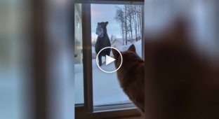 «Нічого собі!»: кіт побачив за вікном лося