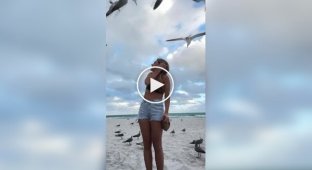 A seagull almost deprived a girl of her swimsuit