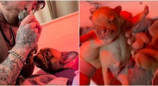 The guy “revived” a stillborn puppy in 2 minutes (6 photos + 1 video)