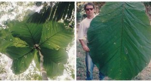 Кокколоба – для его описания пришлось ждать, пока из семян вырастут деревья (5 фото)