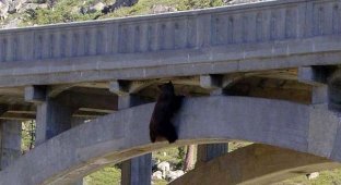 Медведь от испуга спрыгнул с моста (6 фото)