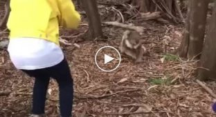 Koala suddenly attacked the boy
