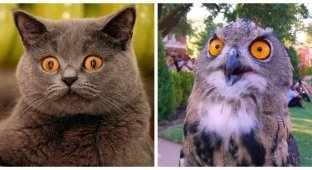 Shocked, amazed, discouraged: how different animals can be surprised (21 photos)