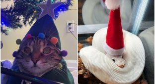 30 frames with pets that caught the New Year mood (31 photos)