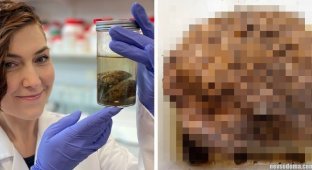Учёные хотят выяснить, почему археологи иногда находят в древних черепах сохранившийся мозг (4 фото)