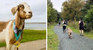 A Goat Named Joshua Became a Half Marathon Star and Received a Medal (10 photos)
