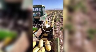 Pumpkin harvest in the city of Abada, Persia