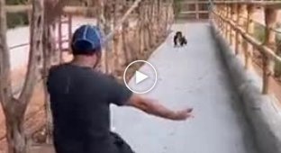 Encounter with a little monkey