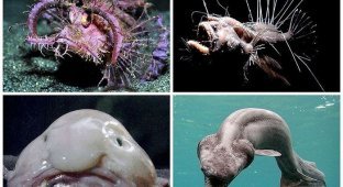 Редкие рыбы в морских глубинах (10 фото)