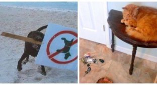 20 cheeky animals who didn't care about the rules (23 photos)