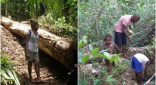 Residents of the island sued a company that destroyed local forests for 14 years (27 photos)