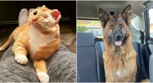 30 touching photos of animals rescued from the streets or shelters (31 photos)