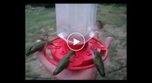 Садовая поилка для колибри