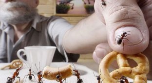 Картины нескучной муравьиной жизни от Андрея Павлова (20 фото)