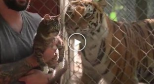 Реакція кота на тигрів у зоопарку