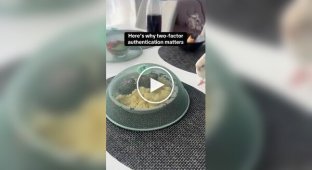 Хозяин перехитрил попугая