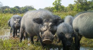 Грозная лесная свинья (7 фото)