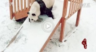 Панда радіє снігу, що випав.