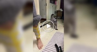 Какие же коты бывают хитрые и умные