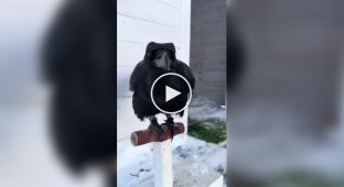 Дуже розумний ворон