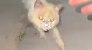 Street cat transformation