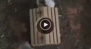 The main thing is to choose the right rhythm