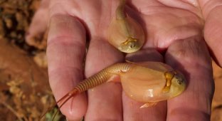 Shchiten: they sleep for decades only to wake up in a puddle from a tractor (9 photos)