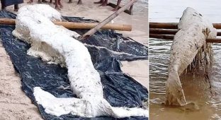 В Папуа-Новой Гвинее на берег выбросило «глобстера-русалку» (6 фото)