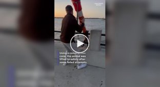 Пара спасла енота с помощью дорожного конуса