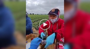 A strawberry picker at work