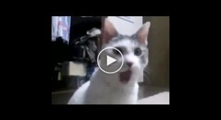 Классный видеомонтаж с котом