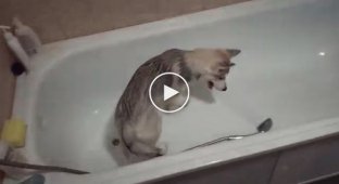 Husky puppy asks for a bath