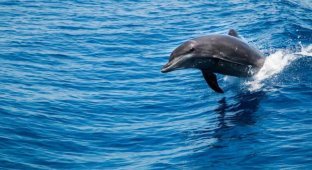 Одинокого дельфина нашли в Балтийском море: он «разговаривает» сам с собой (2 фото)
