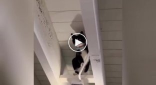 “Mission Possible”: the agile cat amazes with his climbing skills