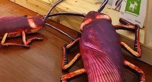 New hit: huge anti-stress cockroaches (7 photos)