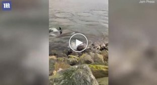 Маленький тюлень сбежал от стаи косаток возле Шетландских островов