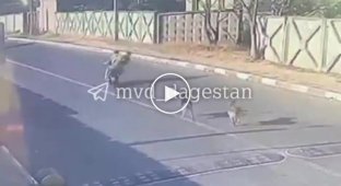 Езда без шлема и бездомные собаки привели к трагедии в Дагестане