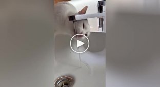 A cat learned to open the water