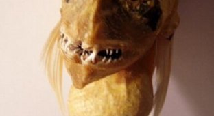 Странное морское существо, продается на "eBay" (4 фото)