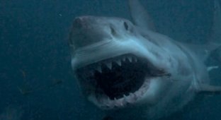 10 легендарных акул-людоедов (11 фото)