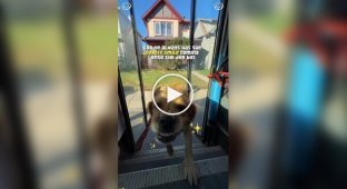 Водитель автобуса для собак: работа мечты